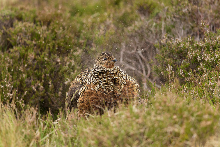 Red Grouse (Lagopus lagopus scoticus) female shaking feathers, showing dust